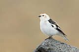 Image. Snow Bunting