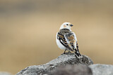 Image. Snow Bunting