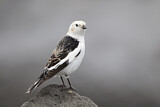 Image. Snow Bunting