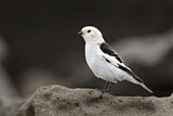 Image. Snow Bunting