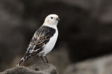 Image. Snow Bunting