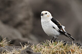 Image. Snow Bunting
