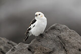 Image. Snow Bunting