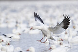 Image. Snow Goose