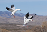 Image. Snow Goose