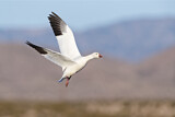 Image. Snow Goose