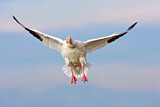 Image. Snow Goose