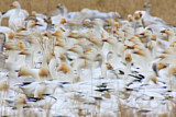 Image. Snow Goose
