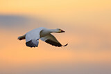 Image. Snow Goose