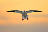Image. Snow Goose