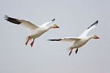 Image. Snow Goose