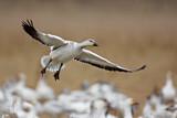 Image. Snow Goose