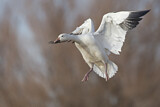 Image. Snow Goose