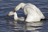 Image. Snow Goose