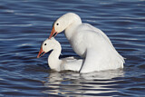 Image. Snow Goose