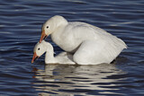 Image. Snow Goose