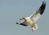 Image. Snow Goose