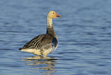Image. Snow Goose
