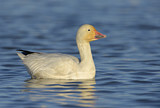 Image. Snow Goose