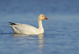 Image. Snow Goose
