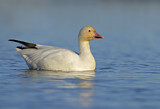 Image. Snow Goose