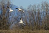 Image. Snow Goose