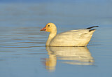 Image. Snow Goose