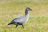 Image. Snow Goose