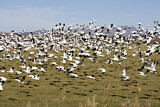 Image. Snow Goose