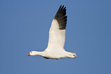 Image. Snow Goose