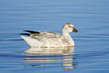 Image. Snow Goose
