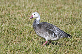 Image. Snow Goose