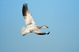 Image. Snow Goose