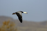 Image. Snow Goose