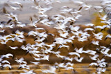 Image. Snow Goose