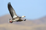 Image. Snow Goose