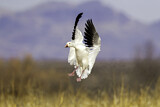 Image. Snow Goose