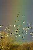 Image. Snow Goose