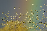 Image. Snow Goose