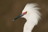Image. Snowy Egret