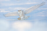 Image. Snowy Owl