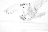 Image. Snowy Owl