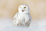 Image. Snowy Owl
