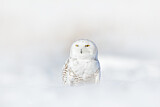 Image. Snowy Owl