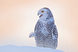 Image. Snowy Owl