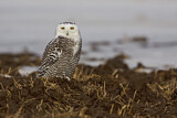Image. Snowy Owl