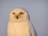Image. Snowy Owl