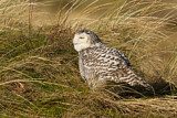 Image. Snowy Owl