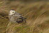 Image. Snowy Owl