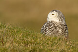 Image. Snowy Owl